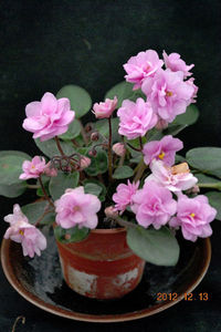 Trinket O Pink