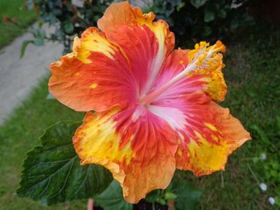 HIBISCUS LADY BUG