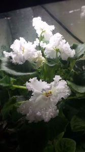 received_1506475252737318