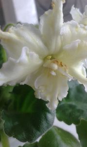 Yellow Melow