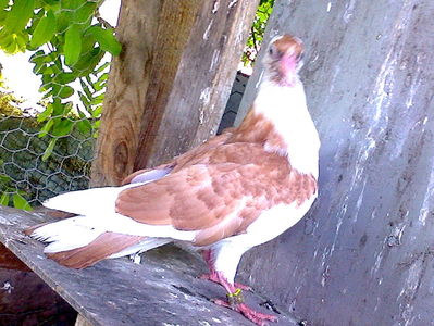 din florii moriscari