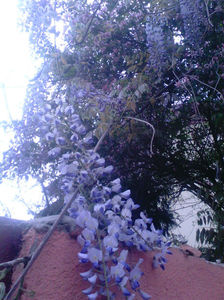 wisteria; Glicina sau wisteria,superba,cataratoare
