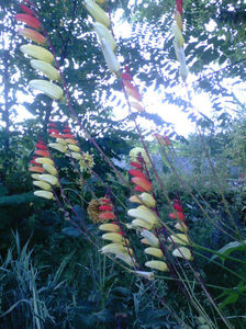 Floare mexicana; Floare mexicana cu flori colorate diferit pe lungime
