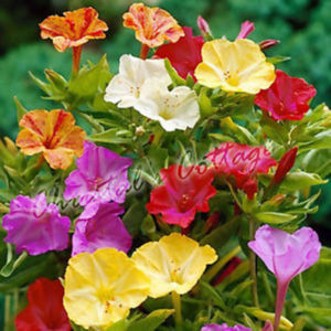 Mirabilis jalapa; Mirabilis jalapa este floarea la care vin insecte sau pasari gen colibri,totdeauna seara
