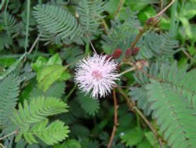 Mimosa pudica; La atingerea frunzelor acestea se string iar ramura se apleaca
