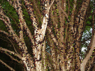 Jabuticaba; Florile si fructele apar direct pe scoarta copacului,fructe comestibile
