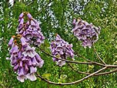 Pawlonia; Copac cu flori mari,crestere foarte rapida,soiuri Tomentosa,Elongata,Fortunei

