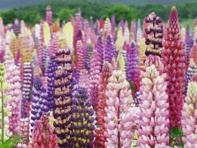 lupin; Planta frumoasa cu crestere verticala divers colorata
