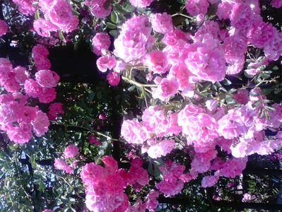 Trandafir roz; Trandafir catarator roz cu foarte multe flori
