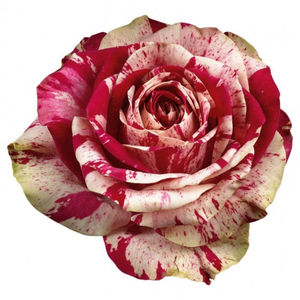 rose_bunt_schnittrose_harlequin_kordes_02