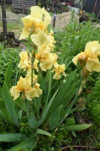 SAM_1890; iris galben parfumat

