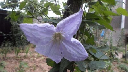 SAM_2845; Clematis
