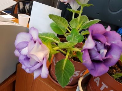 20170609_100604[1]