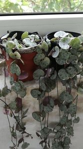 Ceropegia; Planta suculentă
