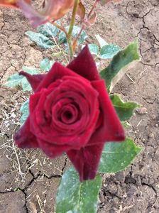 Black Baccara3