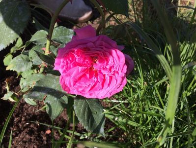 Centifolia Rose4