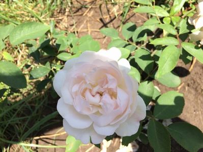 White Mary Rose