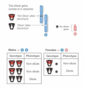 7.Dilut (Diluat)