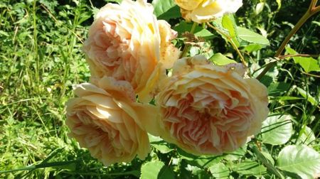 Crown Princess Margareta