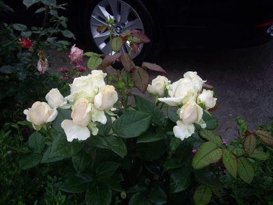 IMGP0834