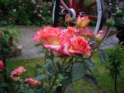 IMGP0835