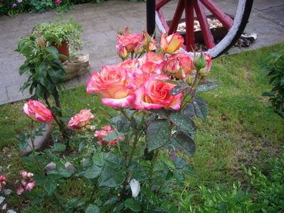 IMGP0836
