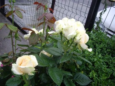 IMGP0838