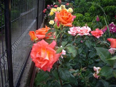 IMGP0839