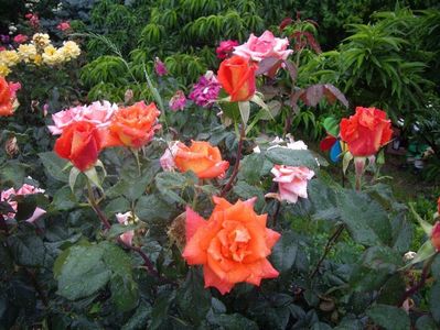 IMGP0840