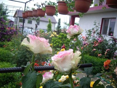 IMGP0841