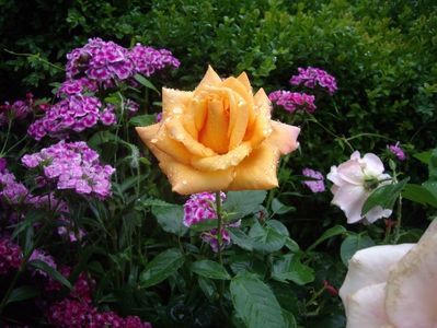 IMGP0843