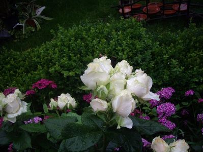 IMGP0845