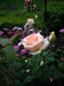 IMGP0848