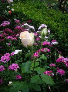 IMGP0849