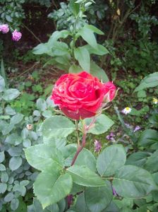 IMGP0850