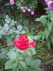 IMGP0851