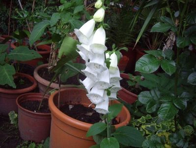 IMGP0854