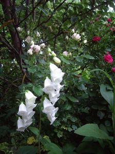 IMGP0855