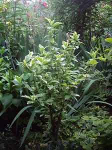 IMGP0856