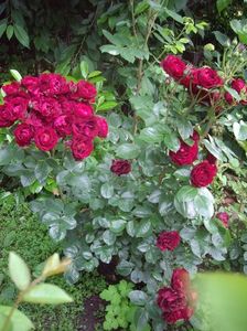IMGP0865