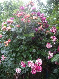 IMGP0871