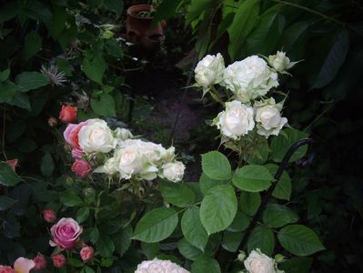 IMGP0876