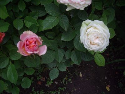 IMGP0877