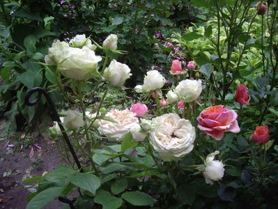 IMGP0878