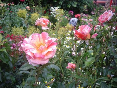 IMGP0879
