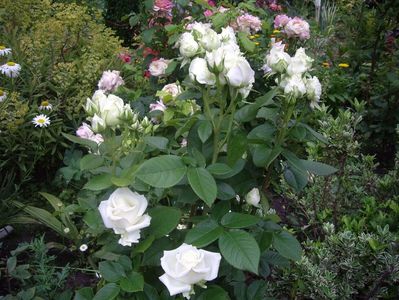 IMGP0880