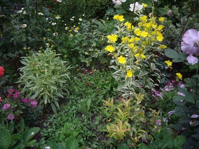 IMGP0881