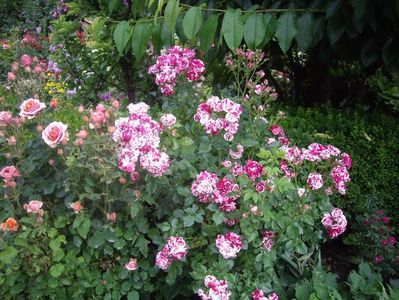 IMGP0883
