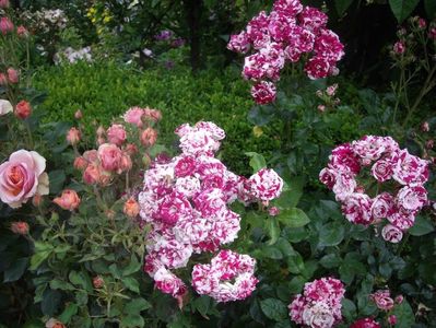 IMGP0884