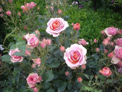 IMGP0885